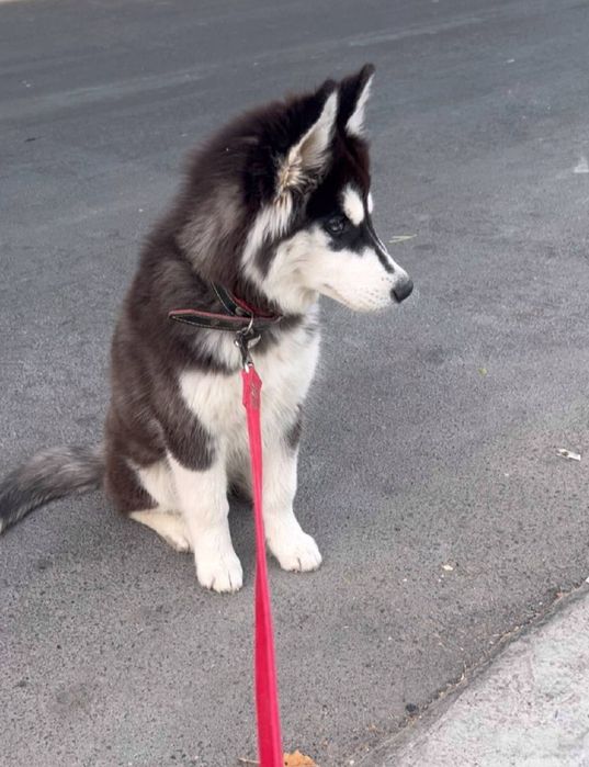 Продается Хаски Сибирская