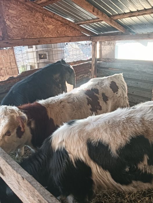 Vaci și vitei de vânzare