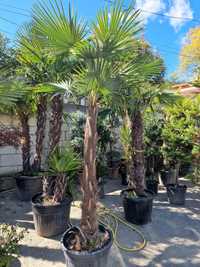 Palmier rezistent iarna la - 20 grade C specia trachycarpus fortunei