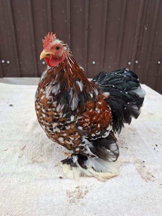 Vând cocoși Cochinchina pitic