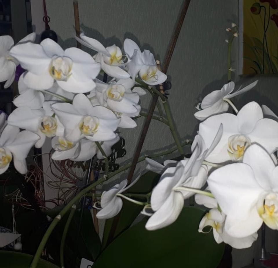 Орхидеи, каждая по 8000тг