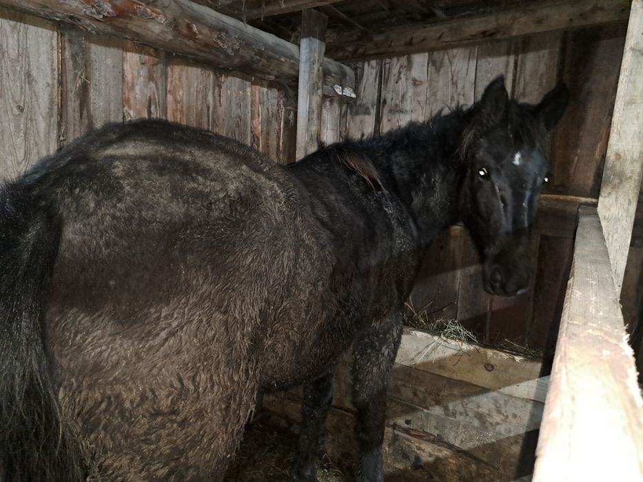 Продам тайчиков с откорма