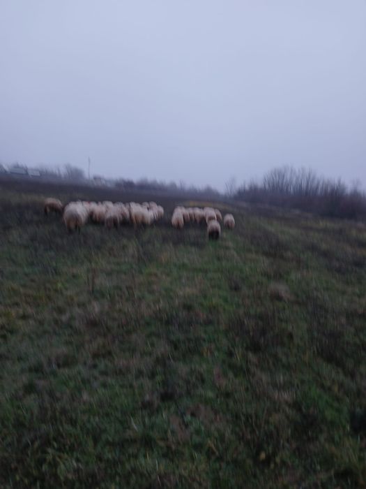 Vând oi și de ținut și de tăiat