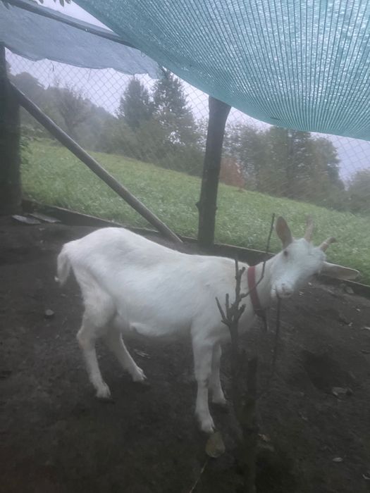 Tap și ieduta saanen