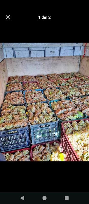 Struguri pentru vin