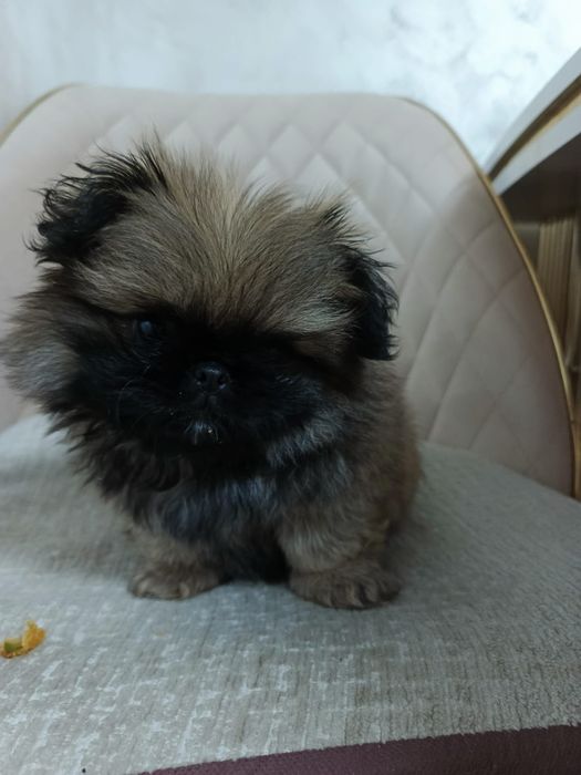 Vând catelusa Pechinez Imperial