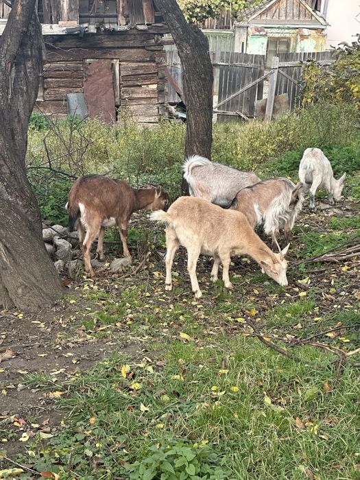 Vând iede două de anul trecut si trei de anul acesta