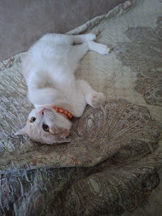 Митя ищет добрых хозяев.