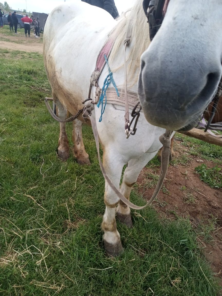 Iapă de vnzare arad