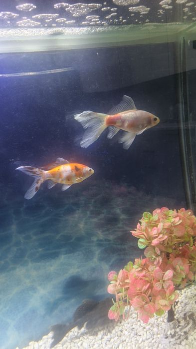 Продаются аквариумные рыбки