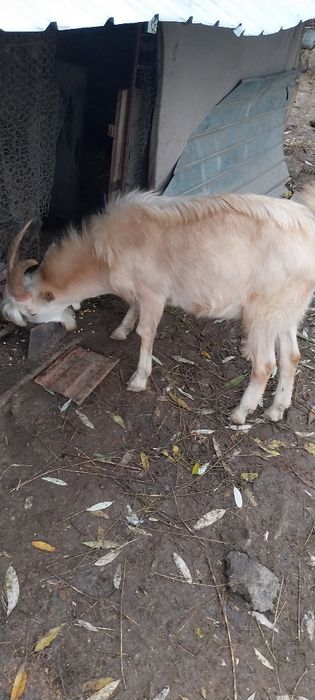 Țap  Saanen  vârstă  1 an provine din părinți cu pedigree