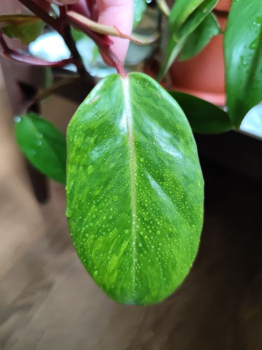 Филодендрон медуза 2 растения