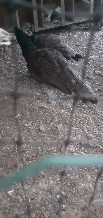 Vând pauni verzi,albi și umăr negru
