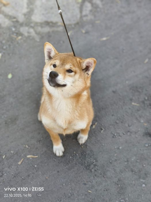 Очаровательная сиба- ину.