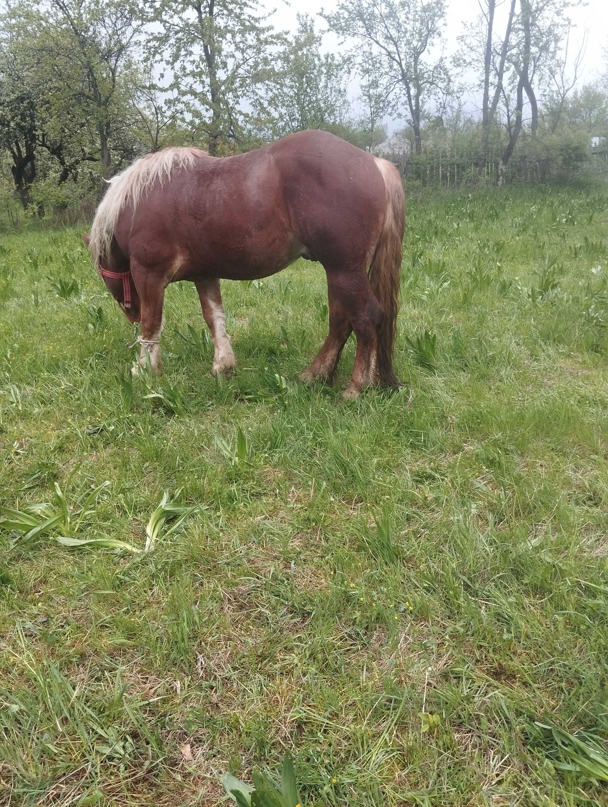 Manz de 3 ani schimb cu iapa