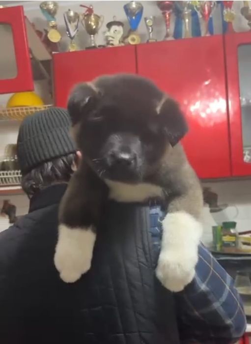 Щенки американской акиты