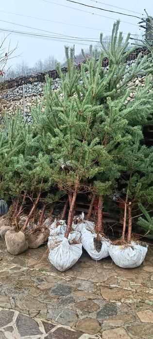 Brad natural rezistent – ține toată iarna