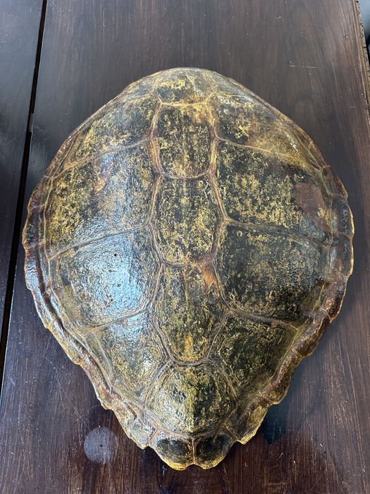 Carapace de broasca testoasa