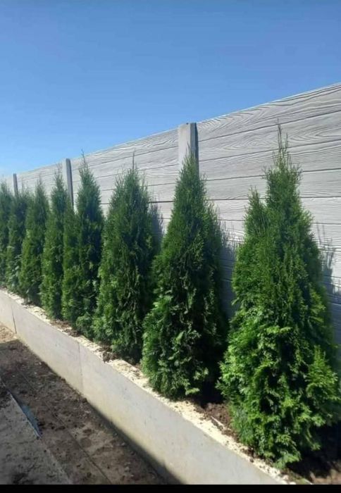 Leleandy 3 4 5m tuia smarald dimnsiuni mari preț accesibil