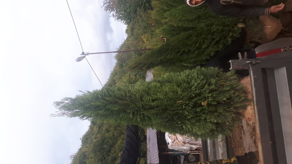 Tuia plante ornamentale