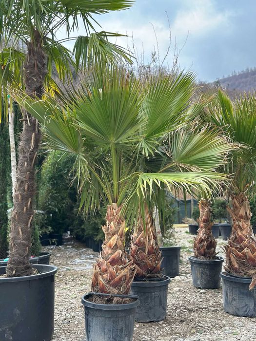 Brad normandian, Maslin Bonsai , palmier Washingtonia la oferta