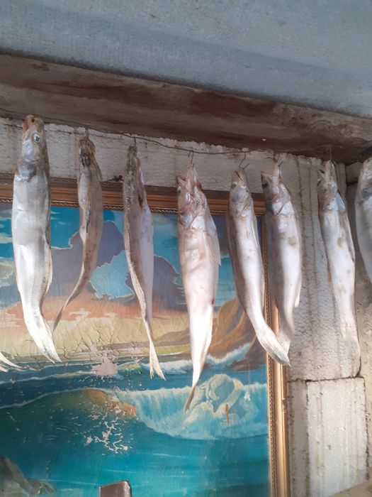 Продаётся рыба сушонная Судак,малосольный.