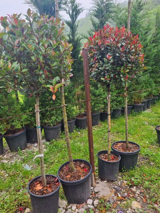 Criptomeria pe picior Photinia Red Robin Evonymus