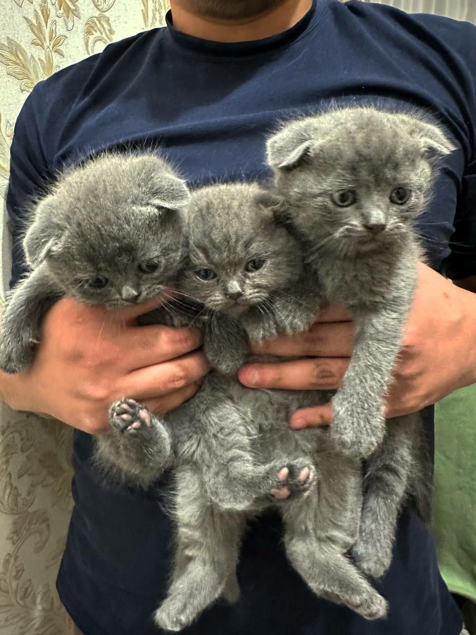 Scottish Fold bolalari sotiladi