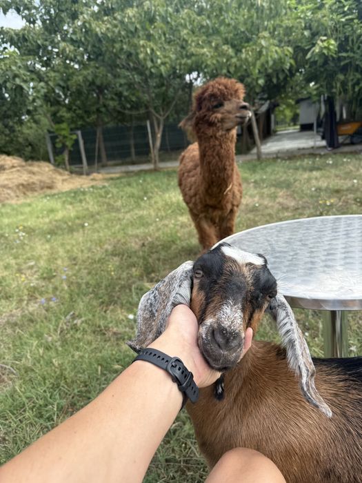 Mascul Alpaca & Caprita Anglo-Nubiana