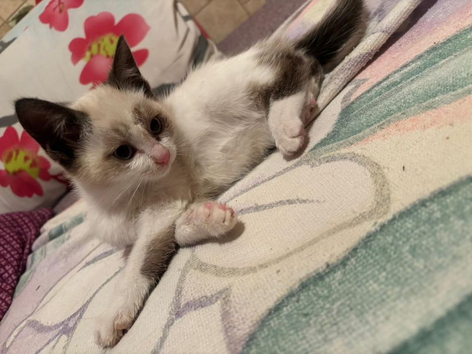 отдам кошку,бесплатно в районе саяхата