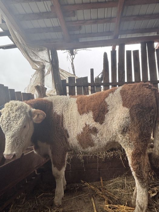 Vand mânzata charolaise si vitei baltiati