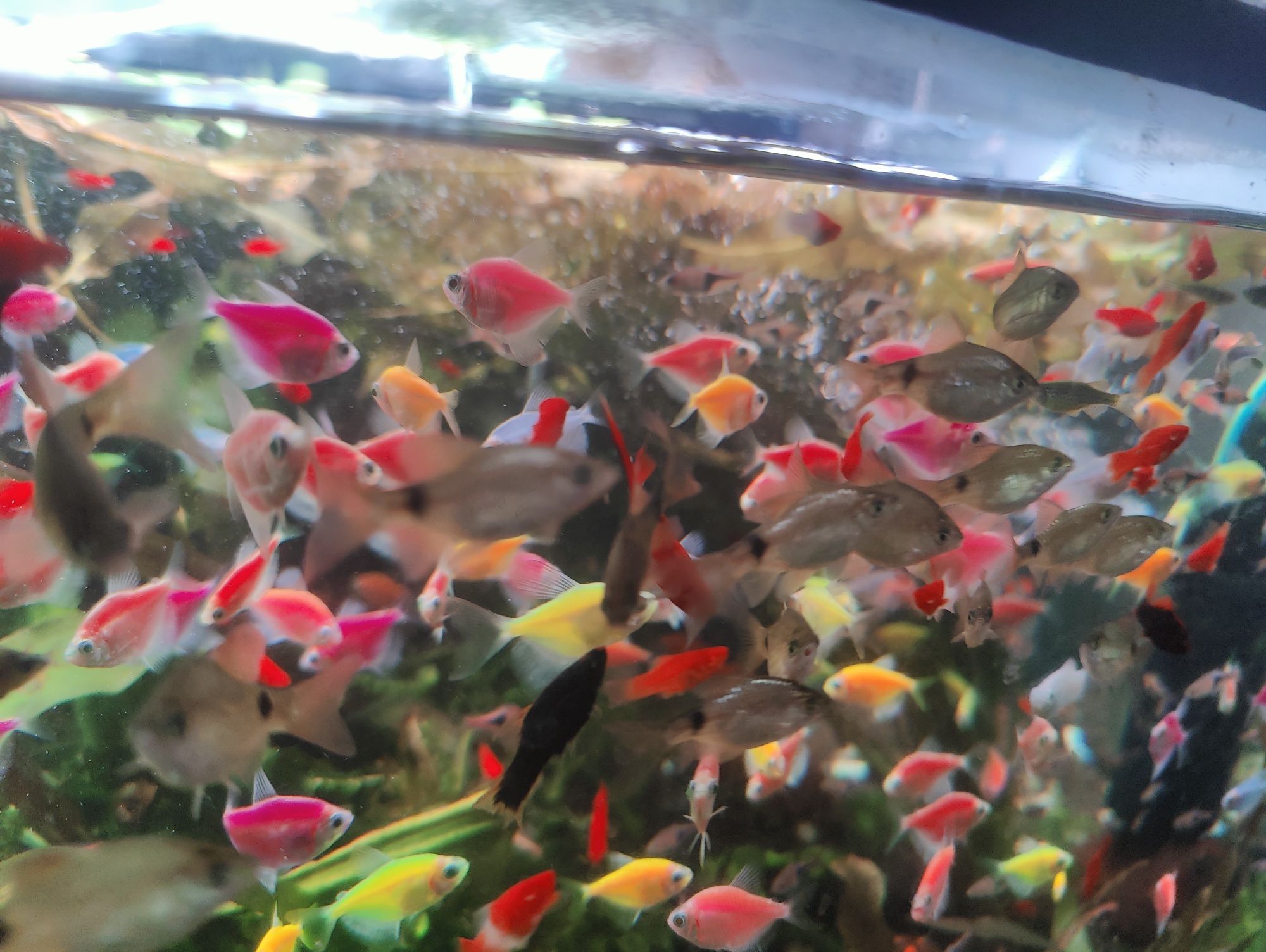 Pesti  acvariu diverse specii
