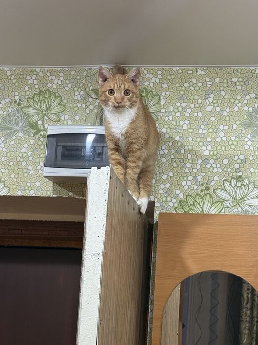 Отдам бестплатно