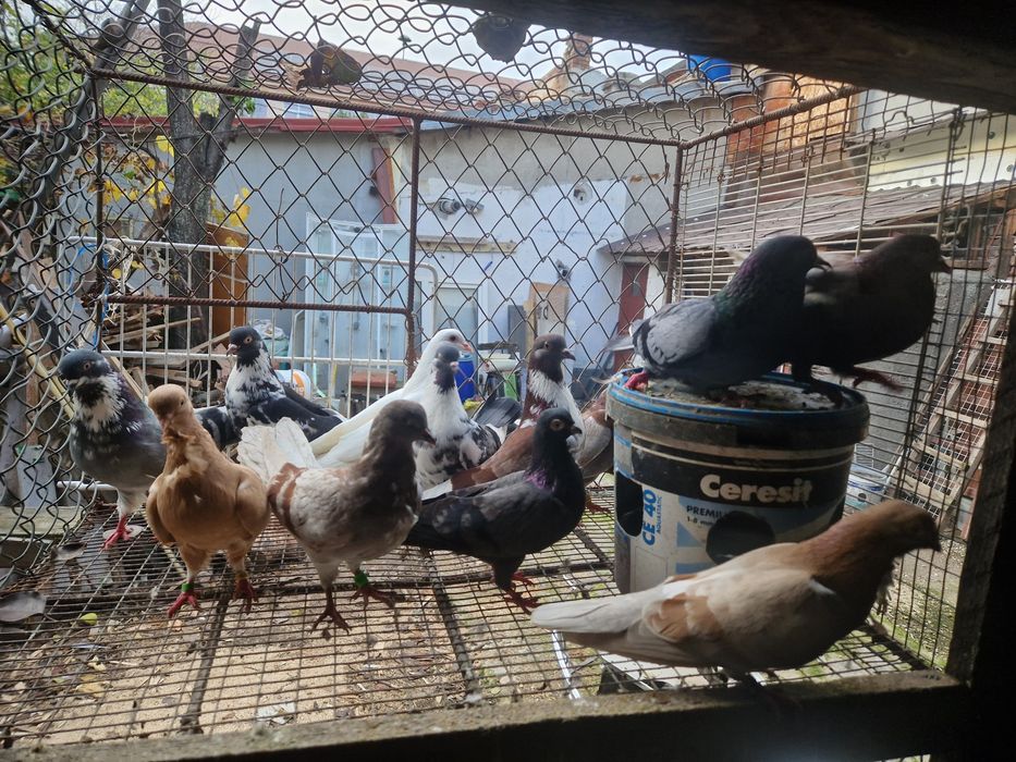 Vand porumbei ploiesteni