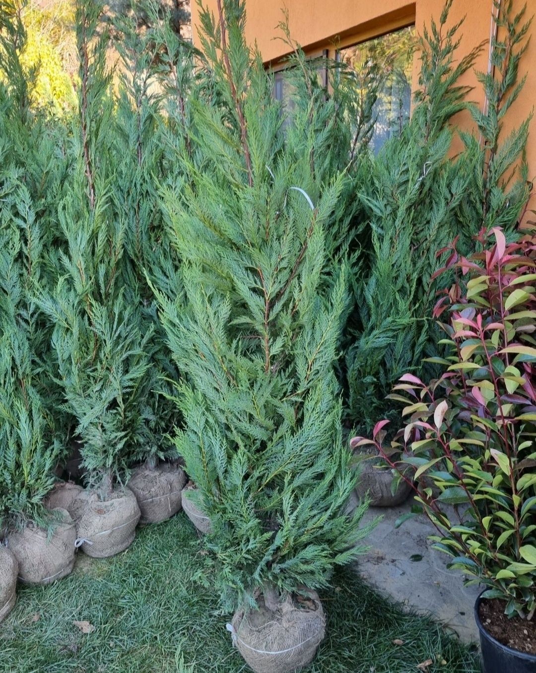 Leylandii la super preț, 1m-3m Leylandii gard viu plante ornamentale