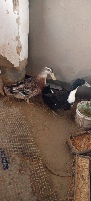 Продам селезней уток