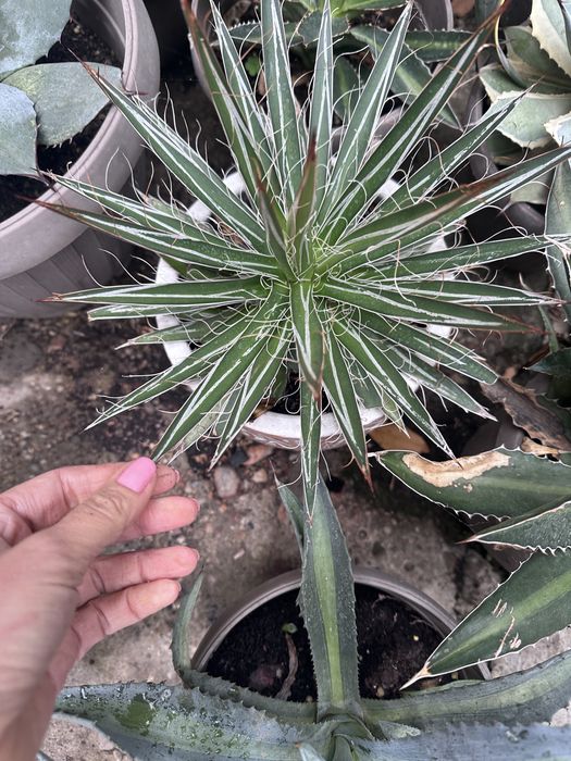 Agave de vanzare