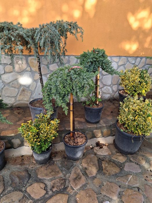 Vând plante oranametale