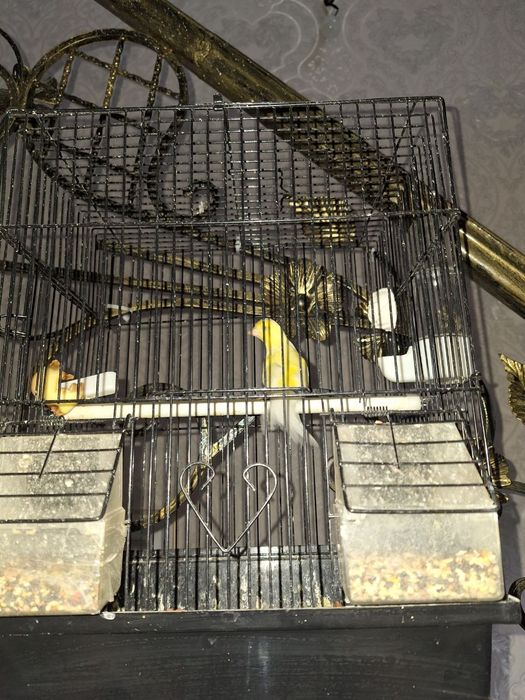 Kanereyka sotiladi sog'lom