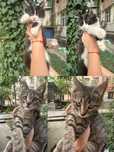 Пристраиваются котята