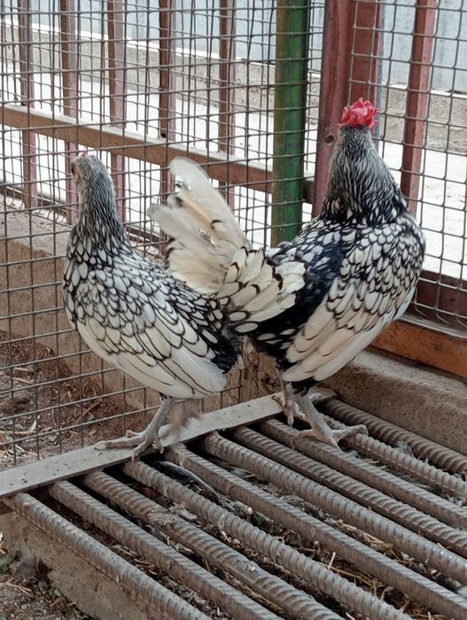 Продам карликовых