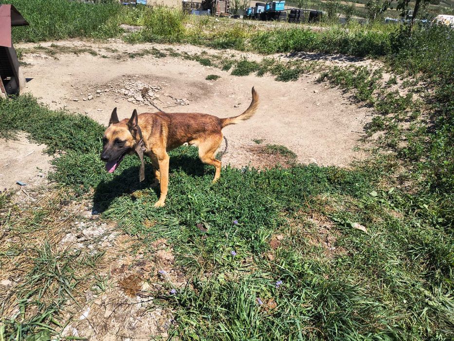 Donez un câine mascul