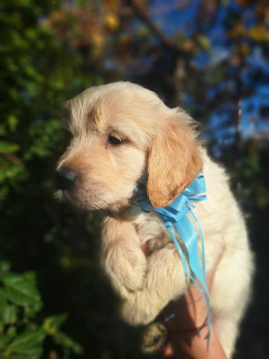 Голдън ретривър кученца