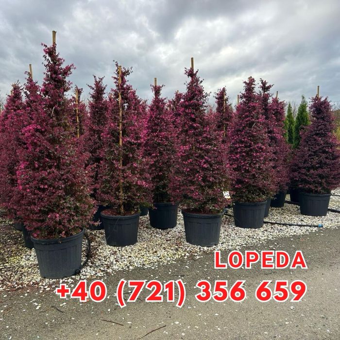 Plante pentru gradina terase si multe alte