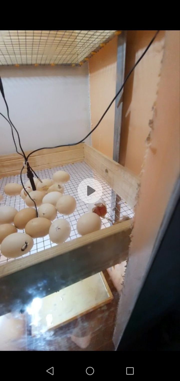 Инкубатор на 500 яиц