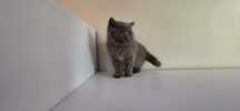 Mascul British Shorthair