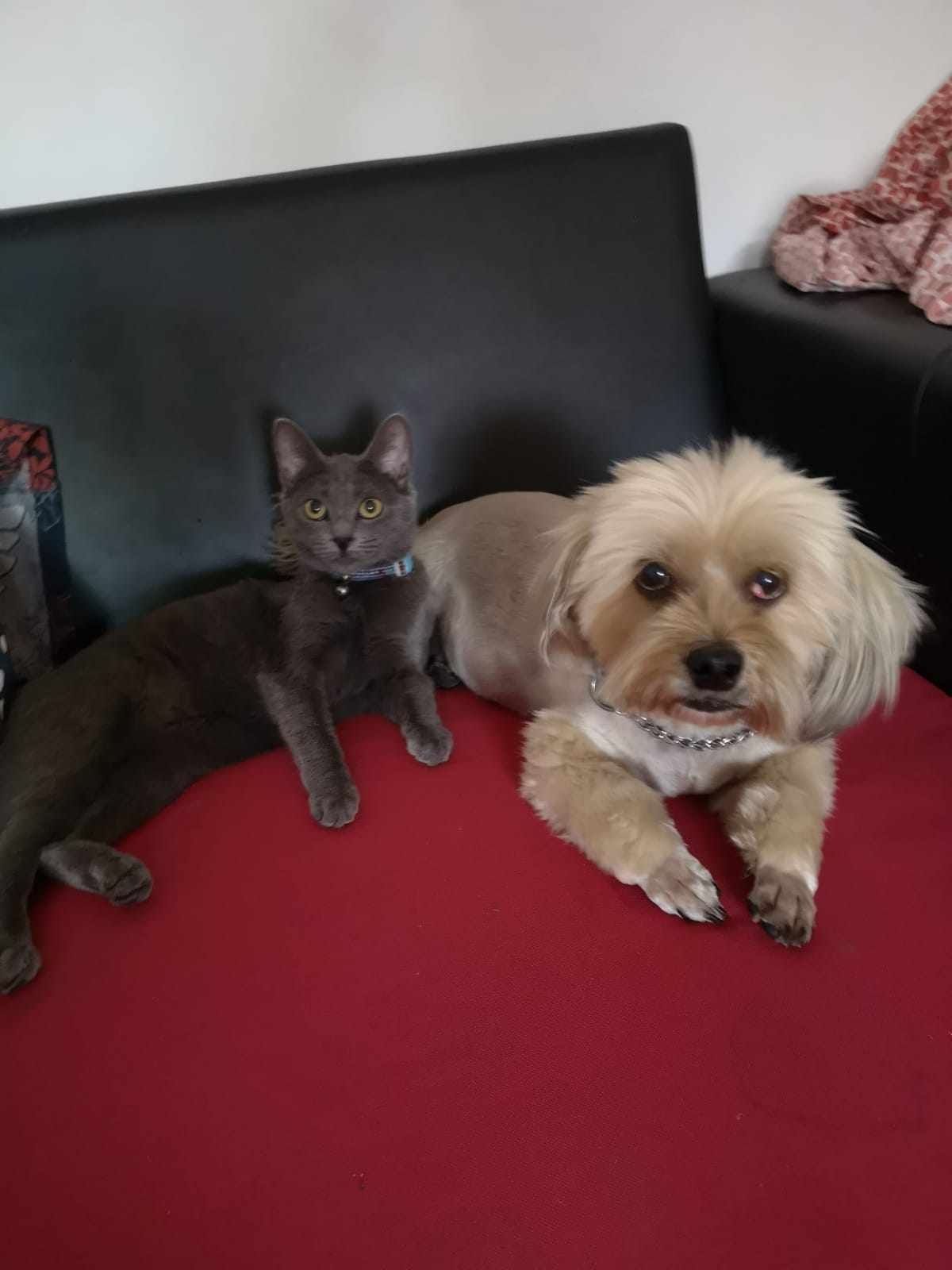 Frizerie canina&felina