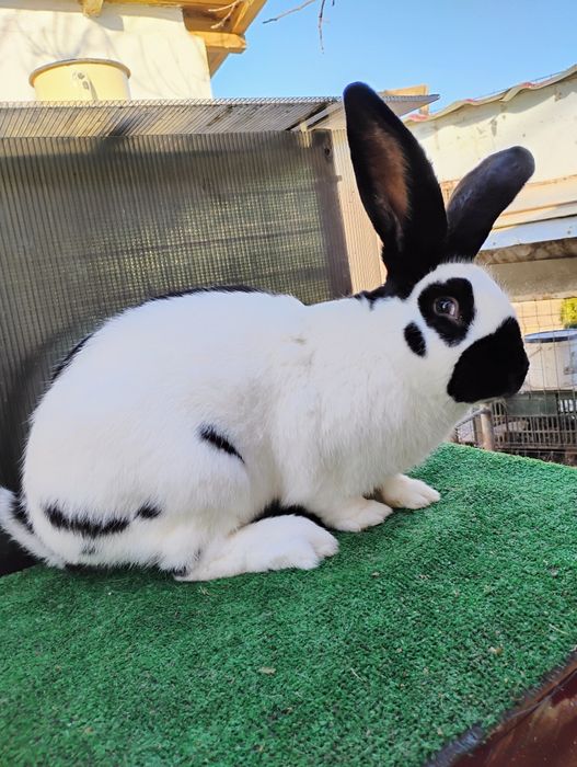 Vînd iepuri de RASĂ ,!!