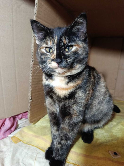 Котёнок, мальчик 3 месяца