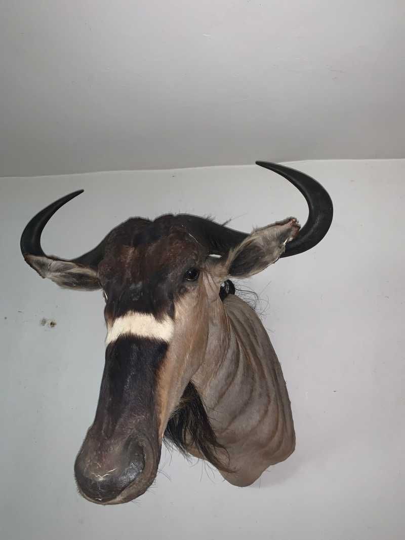 Bust Gnu/Antilopă